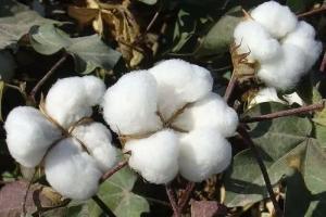 國(guó)家新一輪棉花目標(biāo)價(jià)格政策再落新疆！